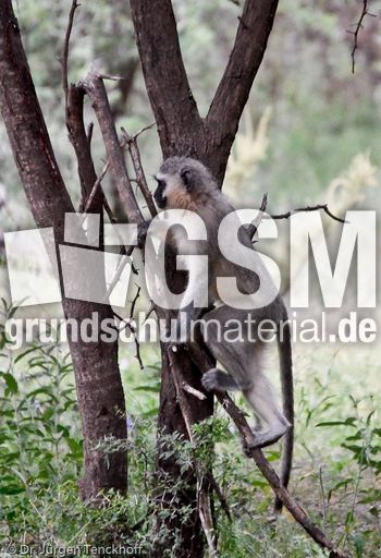 Grüne Meerkatzen (36 von 67).jpg